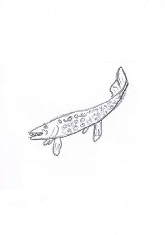 Tegning av en gjedde.