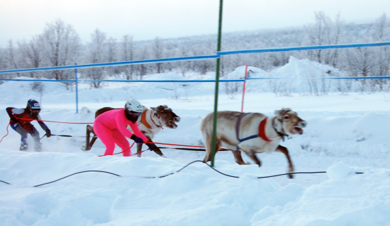Foto av reinkappkjøring på ski.