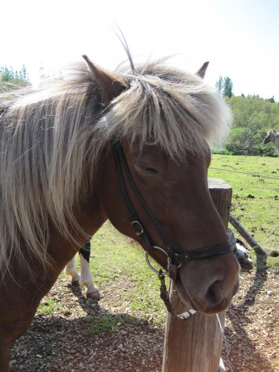 Bilde av en hest på en gård.