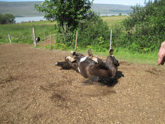 Bilde av en hest som ruller.