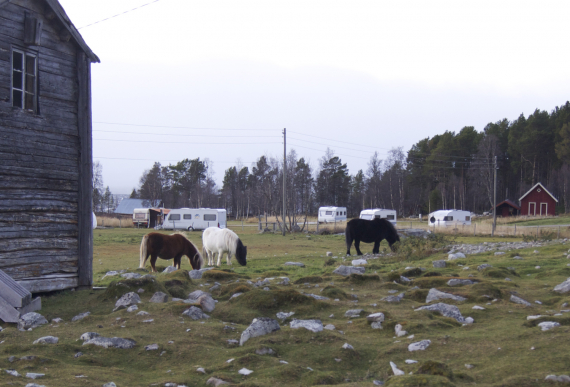 Tre hester på et jorde ved siden av et gammlet hus.