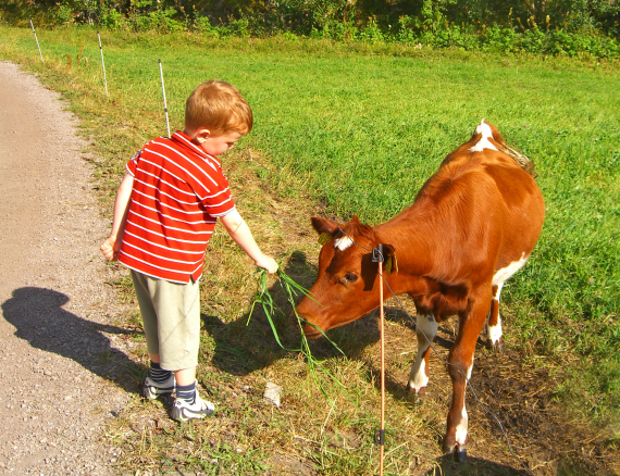 Foto av en liten gutt som gir gress til en kukalv.