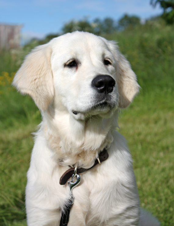 Foto av en hvit hund.