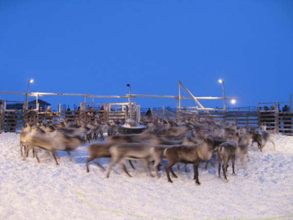 Bilde av reinsdyr i en innhegning.