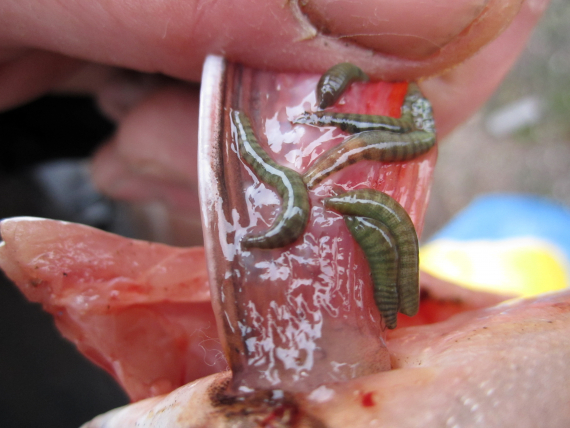 Bilde av parasitter på en fisk.