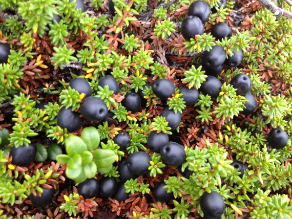 Nærbilde av krekling.