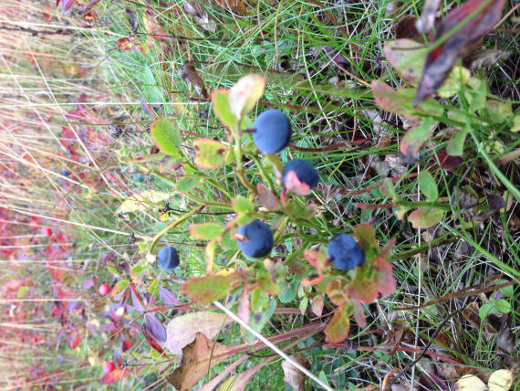 Nærbilde av blåbær.