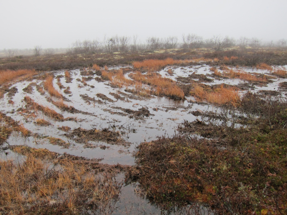Kjørespor etter ATV på vidda.