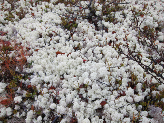 Nærbilde av reinlav på vidda.