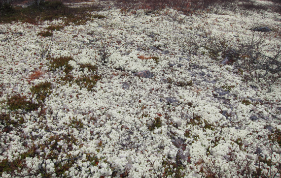 Mye reinlav på vidda.