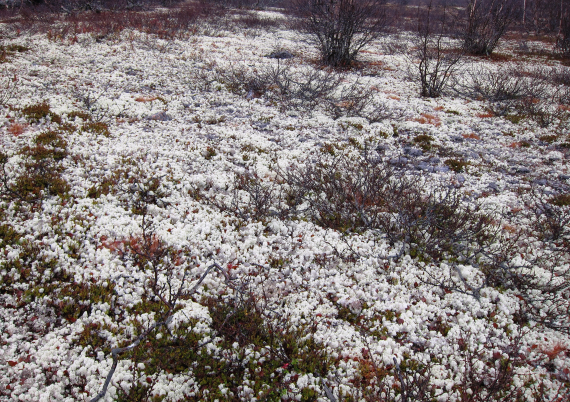 Reinlav på vidda, omgitt av dvergbjørk.