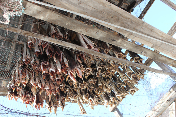 Bilde av torsk som henger til tørk.