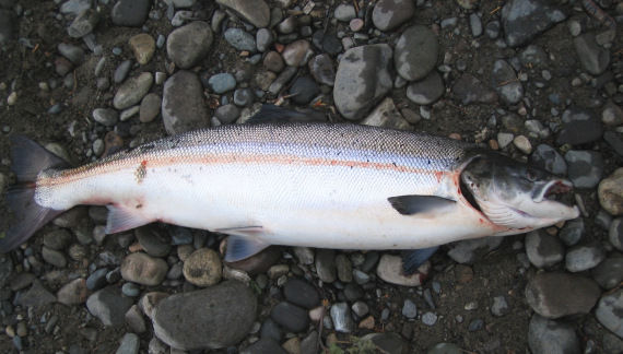 En død laks ved elvekanten.