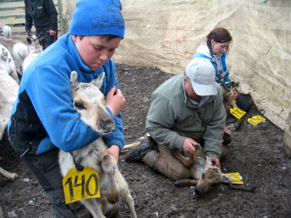 Bilde av noen barn og voksne på kalvemerking.