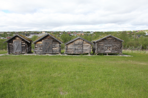 Fire stabburer på en eng.