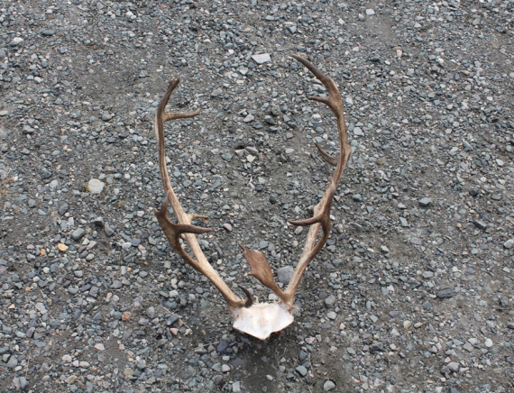 Foto av reinhorn, gevir.