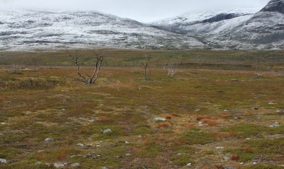 Høstbilde av vidde, med nysnø på fjelltoppene.