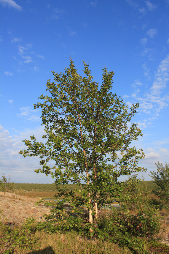 Bjørk med grønt løv på. 