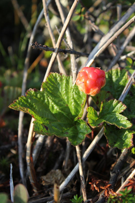 Nærbilde av en multebær.