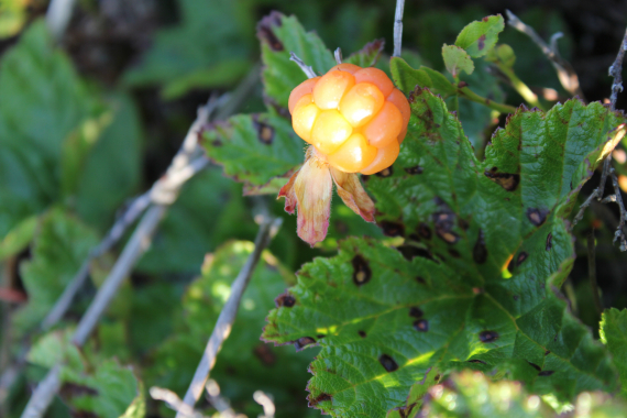 Nærbilde av en multebær.