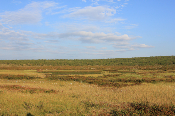 Myr med vann og skog i bakgrunn.