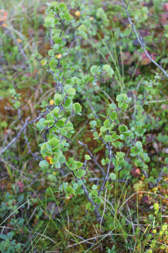 Viddeområde med dvergbjørk.