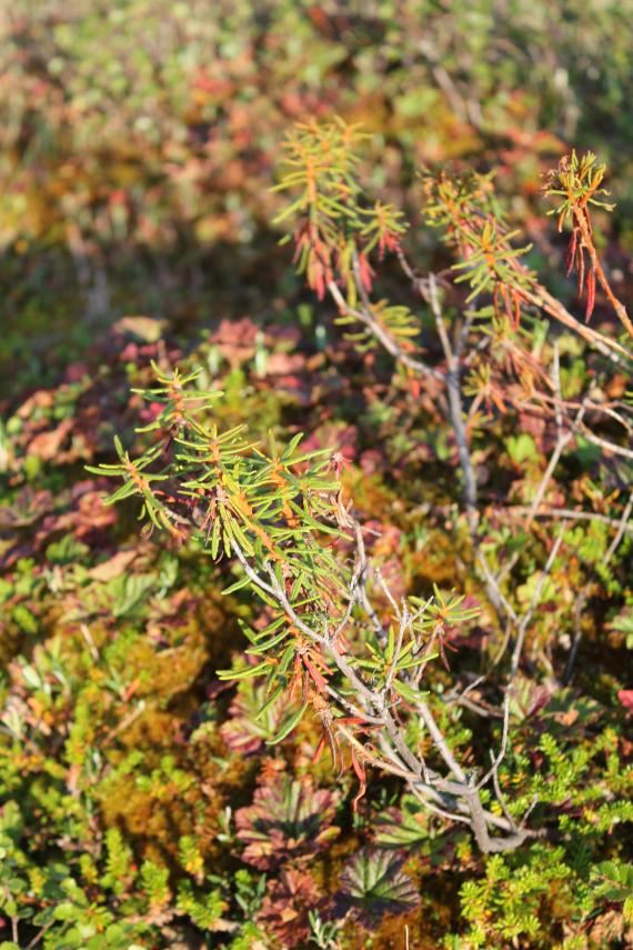 Myrområde med planter.