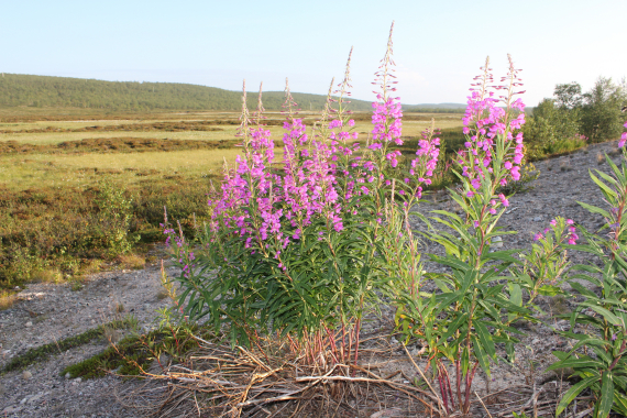 Blomster avbildet ved siden av en bilvei.