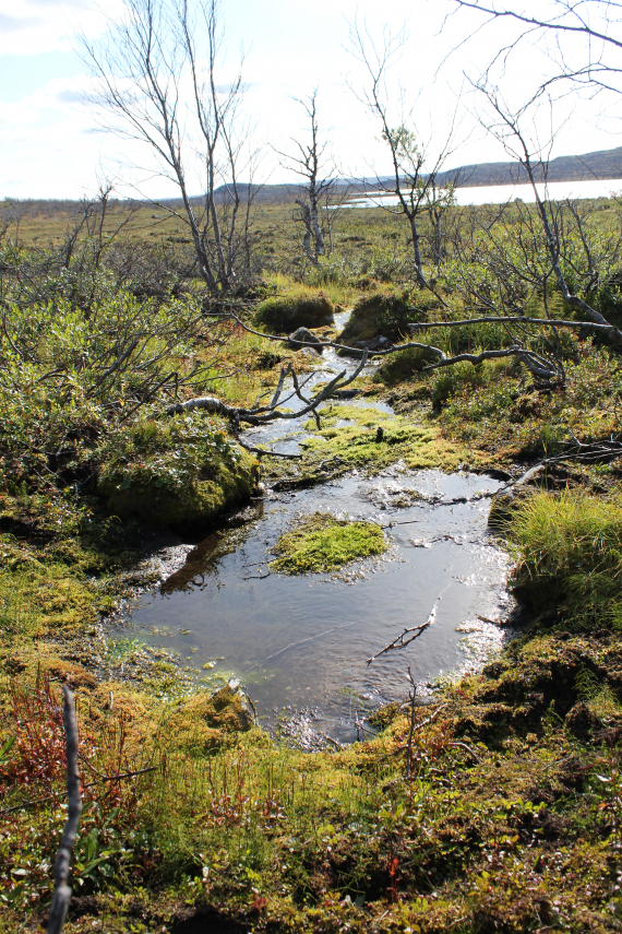 Kildevann på vidda.