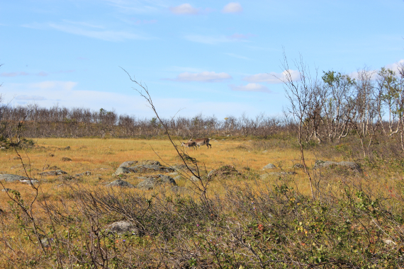 To reinsdyr avbildet på vidda.