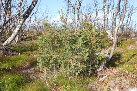 Einebusker i en bjørkeskog.
