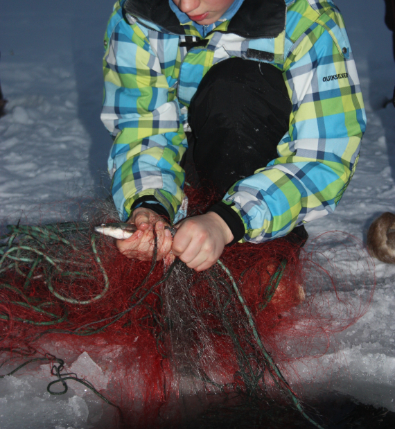 Fisk taes løs fra garn.