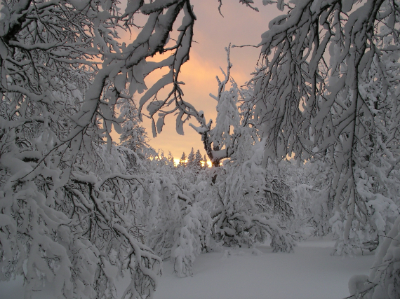 Bilde av en skog om vinteren, mye snø på trærne.