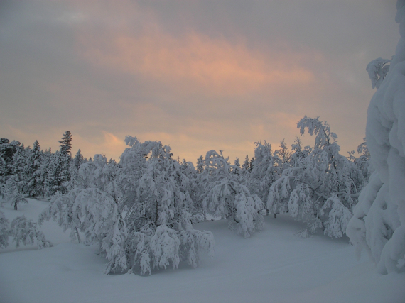 Bilde av en skog om vinteren, mye snø på trærne.