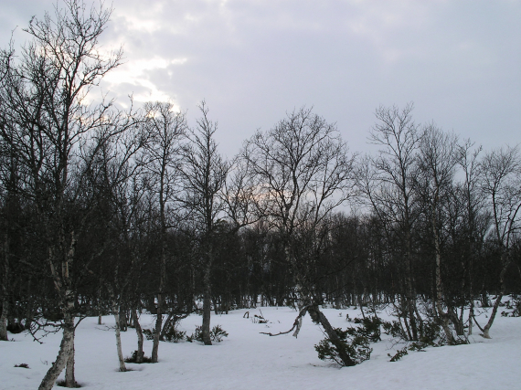 Bjørkeskog om vinteren.