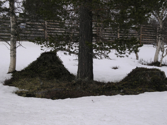 Snøen har smeltet under en furu, det er vår.