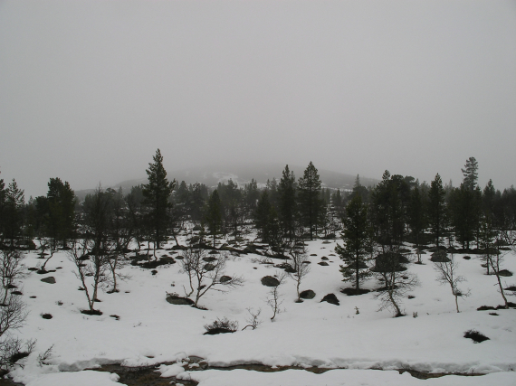 Furuskog om vinteren.