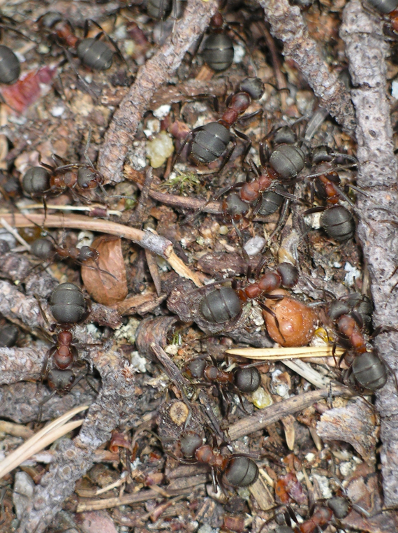 Bilde av maur i arbeid.