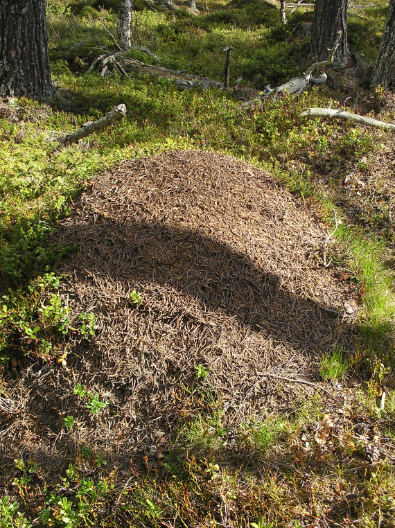 Martue vendt sørover i en furuskog.
