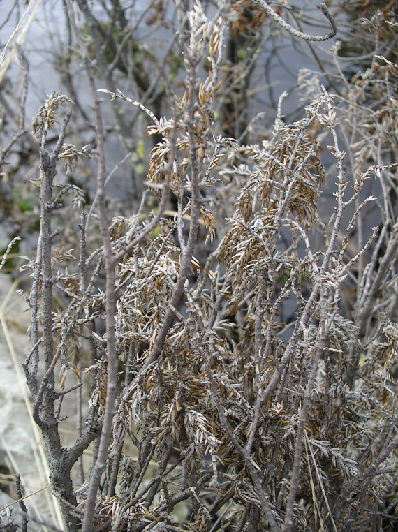 Einebusk som holder på å dø.