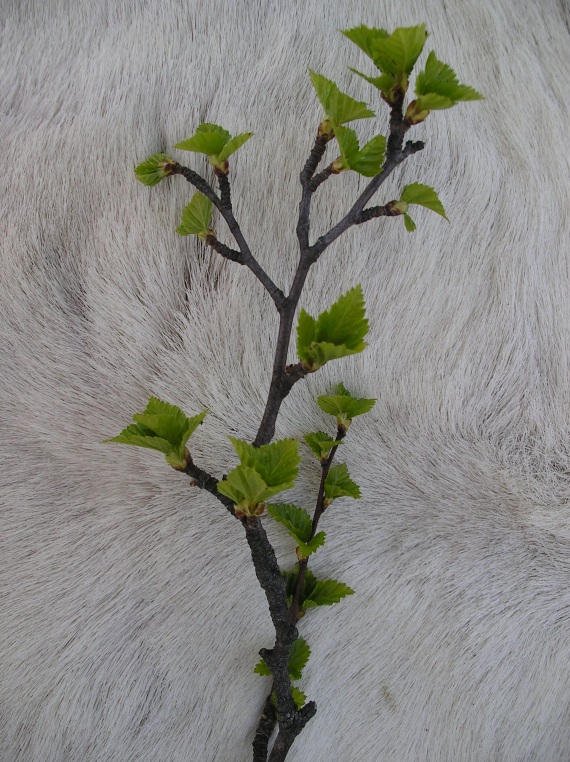 Bilde av bjørk oppstilt på et reinskinn.