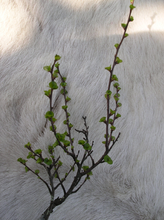 Bilde av dvergbjørk oppstilt på et reinskinn.