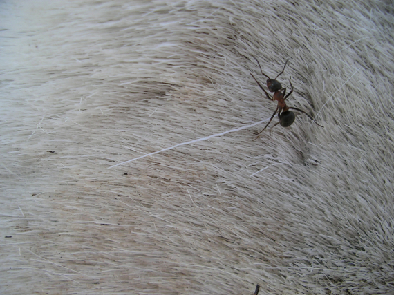 Maur på et reinskinn.