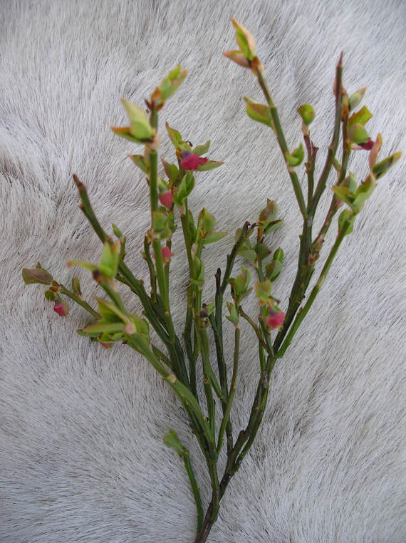 Lyng med bær på et reinskinn.