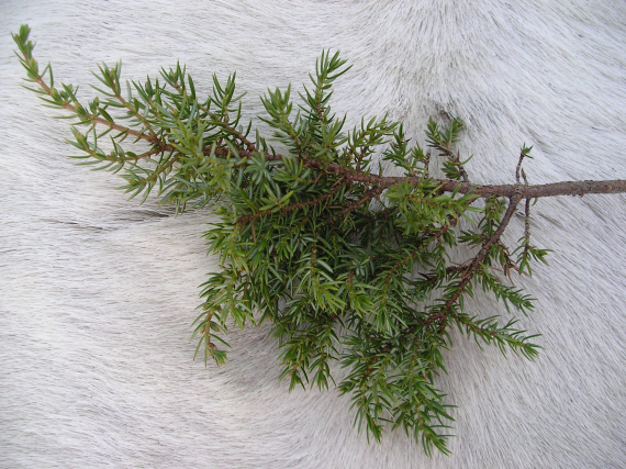 Bilde av einer oppstilt på et reinskinn.