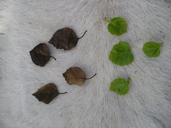 Bilde av bjørkeblader oppstilt på et reinskinn.