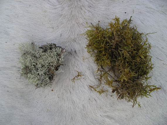 Bilde av mose og lav oppstilt på et reinskinn.