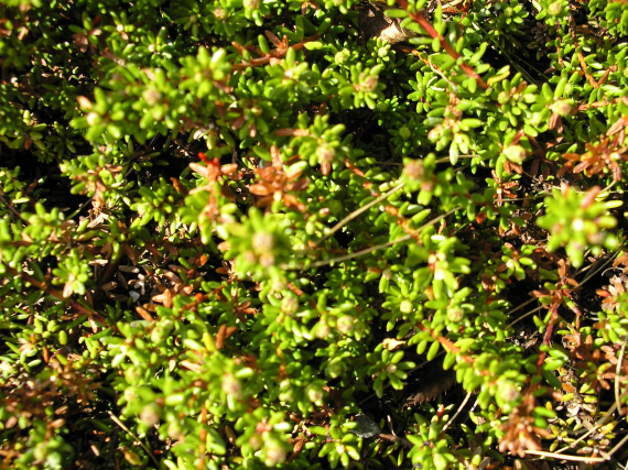 Bilde av kreklingplanter.