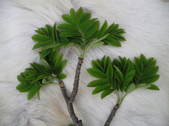 Bilde av en busk oppstilt på et reinskinn.