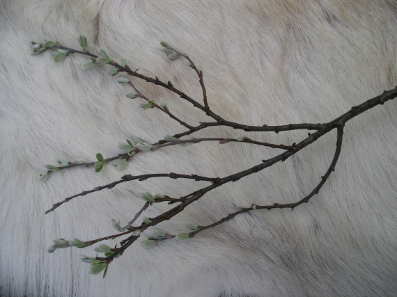 Bilde av en busk oppstilt på et reinskinn.